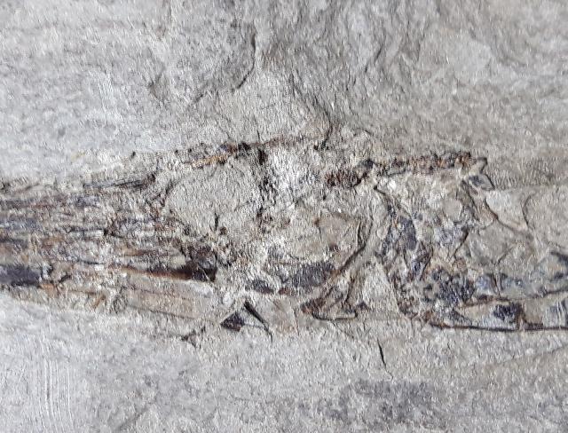 Centricus heinrichi HECKEL 1850 - Bild © FossNet FossilienStore